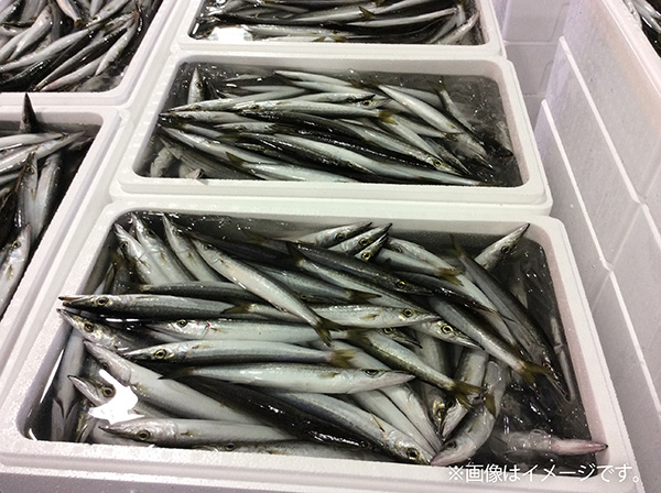 6周年祭-カマスの大運動会-